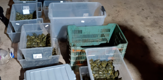 Aseguran más de 3 mil crías de tortugas hicotea transportadas ilegalmente, en San Cristóbal de las Casas