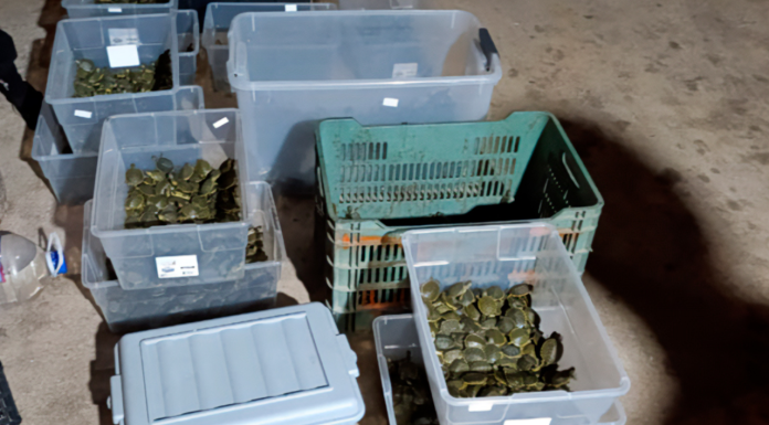 Aseguran más de 3 mil crías de tortugas hicotea transportadas ilegalmente, en San Cristóbal de las Casas