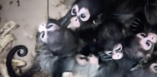 Localizan 9 crías de mono araña en una caja de cartón; dos personas detenidas