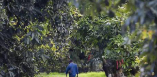 FGR investiga uso ilegal de menores en actividades laborales en Uruapan