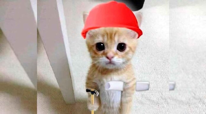 #VIDEO || Soporte Felino el gatito técnico que diagnosticó el ‘jasguer’