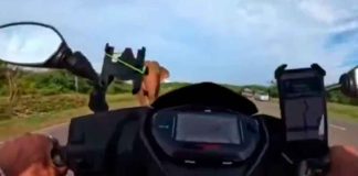 #VIDEO | Motociclista graba el momento en que casi es aplastado por un elefante