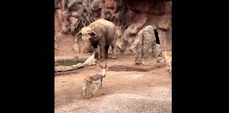 #VIDEO | ¡Un noble gesto que se hizo viral! Elefante ayuda a gacela que cayó a un estanque