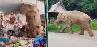 #VIDEO || Elefante salvaje irrumpe en tienda y se vuelve viral en Tailandia