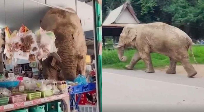 #VIDEO || Elefante salvaje irrumpe en tienda y se vuelve viral en Tailandia