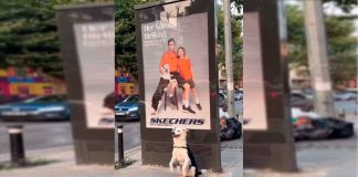 #VIDEO || 🐾 El “firuinfluencer” que conquistó las redes con su ternura y estilo