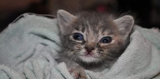 #VIDEO || 🌃💛 Una noche, un puesto de comida y un bebé gatito siendo miaumado… el combo perfecto.