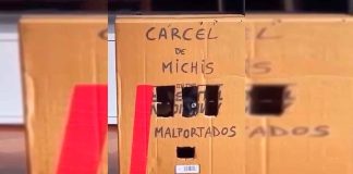 #VIDEO || El Gatito forajido que NO se deja domar