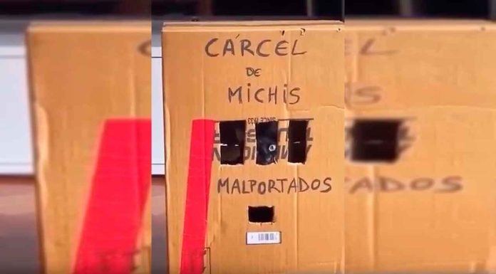 #VIDEO || El Gatito forajido que NO se deja domar