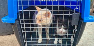 En cateo, FGE asegura ejemplares felinos víctimas de maltrato, en Senguio