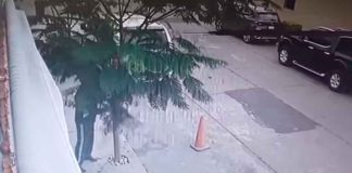 #VIDEO || Falsa denuncia ciudadana busca retirar árbol; el verdadero problema parece ser un hombre alérgico a la fotosíntesis