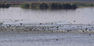 #VIDEO || Texcoco en temporada de lluvias: el regreso del agua y la vida