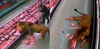#VIDEO || Un león va de compras (y se sirve solo) en un supermercado de Sudáfrica