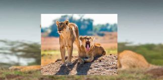 #VIDEO || Reencuentro emotivo entre leonas y su cuidadora conmueve en redes