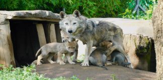 Nacen cuatro adorables crías de lobo mexicano, un rayo de esperanza para una especie en peligro de extinción 🐺✨