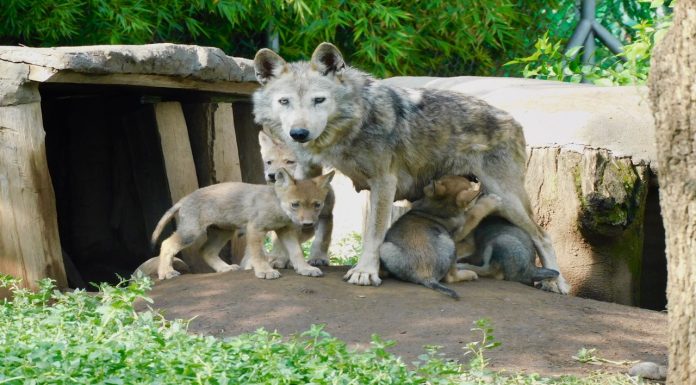 Nacen cuatro adorables crías de lobo mexicano, un rayo de esperanza para una especie en peligro de extinción 🐺✨