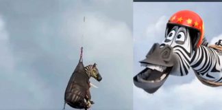 #Viral #VIDEO | Capturan a cebra fugitiva; su seguimiento se hace viral