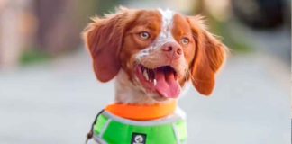 El canino chambeador ‘Manchas’, el perrito ingeniero que salva litros de agua al detectar fugas #México