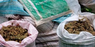 Localizados 16 costales de marihuana en Tuzantla: SSP