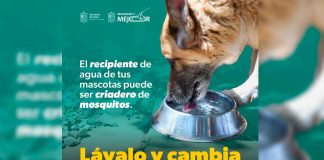 SSM te dice cómo combatir el dengue en casa: lava, tapa, voltea y tira