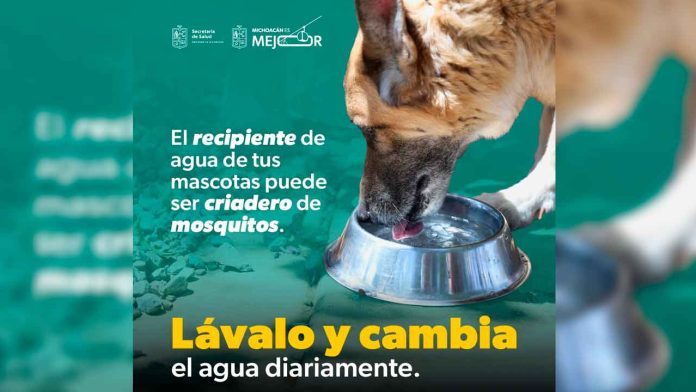 mascotasmosquitos