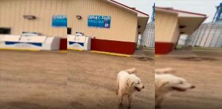 #VIDEO || Max, el perro burrito-lover que caminó 8 km por su desayuno favorito