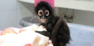 Zoológico de Morelia acoge monos araña y tamandúa para su rehabilitación