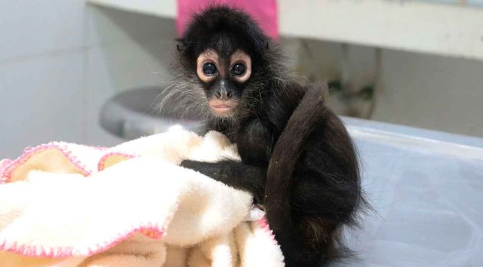 Zoológico de Morelia acoge monos araña y tamandúa para su rehabilitación