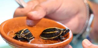 Nacen en Córcega dos tortugas en peligro de extinción: un hito para la conservación