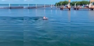 #VIDEO || ¡Impresionante! Niño nadador sorprende al mundo con su increíble técnica junto a delfines