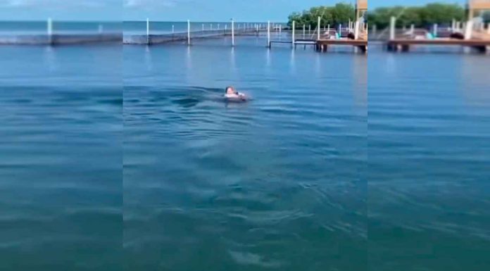 #VIDEO || ¡Impresionante! Niño nadador sorprende al mundo con su increíble técnica junto a delfines