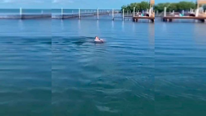 niño-y-delfin
