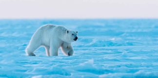 #VIDEO || El gigante del Ártico que no es tan blanco como parece