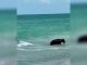 #Video | Sorpresa en Naples: Oso Negro nada entre bañistas y desata pánico en la playa