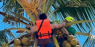 #Viral | Aventura extrema; Paracaidista termina colgado de una palmera en Nayarit