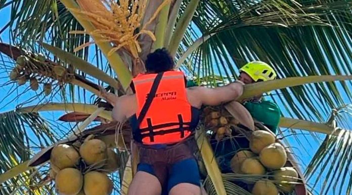 #Viral | Aventura extrema; Paracaidista termina colgado de una palmera en Nayarit