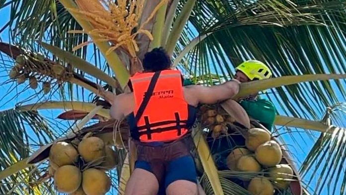 palmera