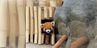 #VIDEO || El panda rojo que nos robó un “aww” conquista las redes con su ternura