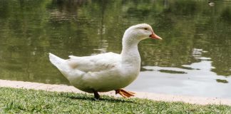 #VIDEO || El pato que se siente pavo real: una lección de actitud y estilo