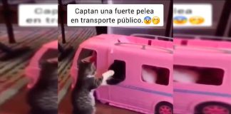 #VIDEO || Drama felino en la combi de Barbie: ¡Batalla épica por 11 whiskas! 🐾💥