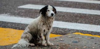 Incrementan hasta en un 35 por ciento quejas de maltrato animal durante temporada de lluvias en Morelia