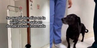#VIDEO | Un perrito acompañó a su dueña en estado de gravedad al hospital, la esperó para no volverla a ver