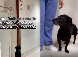 #VIDEO | Un perrito acompañó a su dueña en estado de gravedad al hospital, la esperó para no volverla a ver