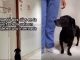 #VIDEO | Un perrito acompañó a su dueña en estado de gravedad al hospital, la esperó para no volverla a ver