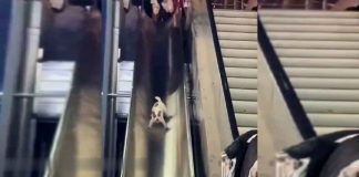 #VIDEO || Felicidad en cuatro patas: el perrito que nos enseña a disfrutar las cosas simples