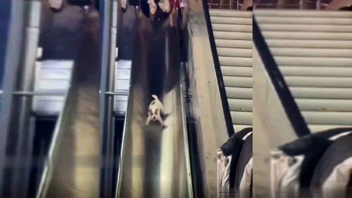 perrito-en-tobogan