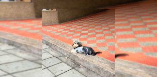 #VIDEO || El perrito guardia que impone la ley con ternura y flow