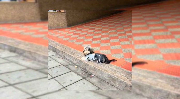 #VIDEO || El perrito guardia que impone la ley con ternura y flow