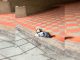#VIDEO || El perrito guardia que impone la ley con ternura y flow