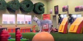 #VIDEO || ¡Increíble perrito equilibrista se vuelve viral en redes!